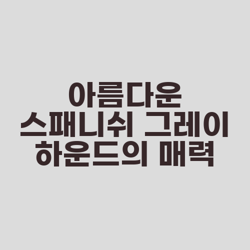 아름다운 스패니쉬 그레이 하운드의 매력